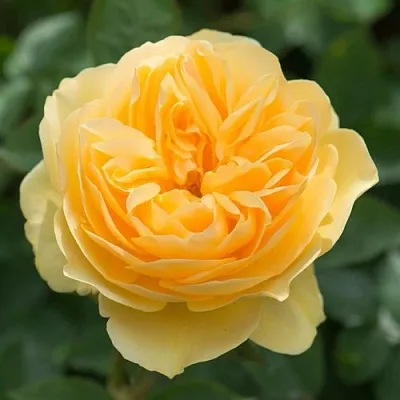 Саженцы роз ГРЕХАМ ТОМАС английская в Оренбурге