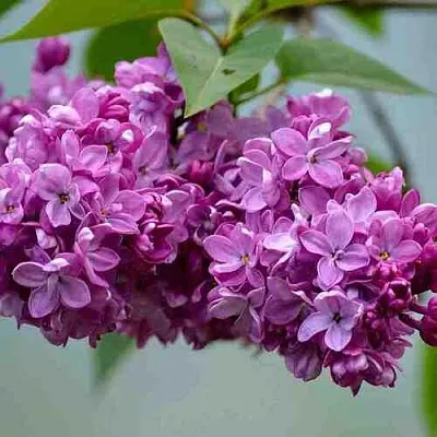 Сирень   Сирень  в Оренбурге