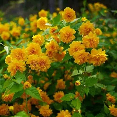 Керрия японская ПЛЕНИФЛОРА  Керрия японская ПЛЕНИФЛОРА в Оренбурге