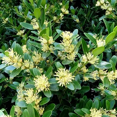 Самшит  Самшит в Оренбурге