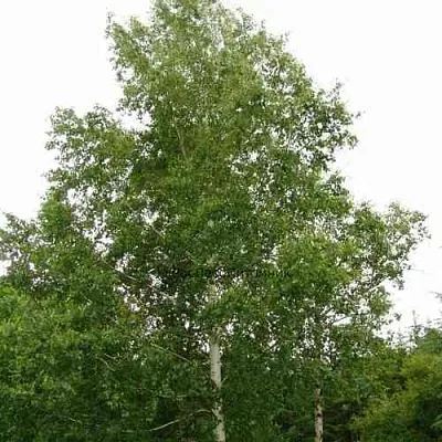 Береза бородавчатая  Береза бородавчатая в Оренбурге