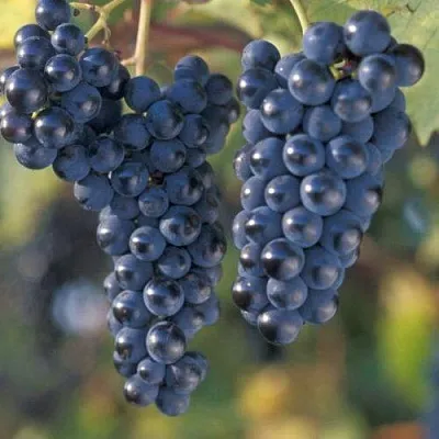 Виноград МАРКЕТТ  Виноград МАРКЕТТ в Оренбурге