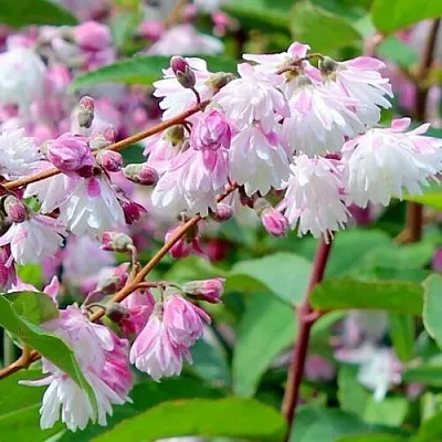 Дейция  Дейция в Оренбурге