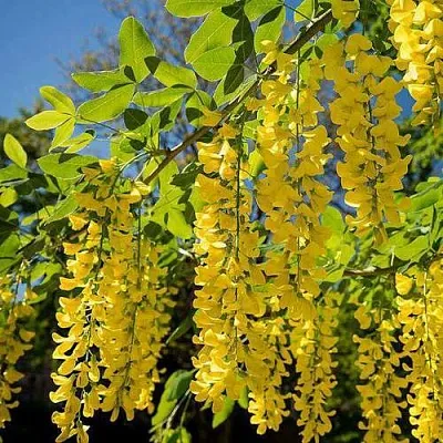 Бобовник  Бобовник в Оренбурге