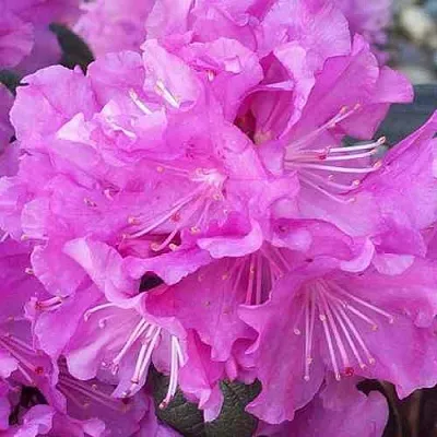 Рододендрон П.Ж.М. ЭЛИТ  Рододендрон П.Ж.М. ЭЛИТ в Оренбурге