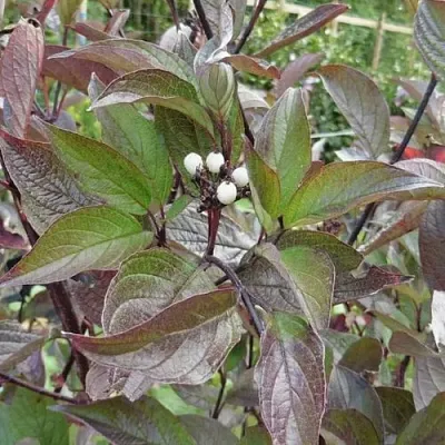 Дерен КЕССЕЛЬРИНГИ  Дерен КЕССЕЛЬРИНГИ в Оренбурге