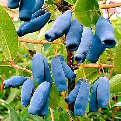 Жимолость съедобная НИМФА (ГАММА) в Оренбурге