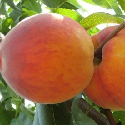 Персик СОЧНЫЙ в Оренбурге