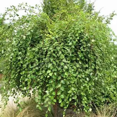 Береза САММЕР КАСКАД черная  Береза САММЕР КАСКАД черная в Оренбурге