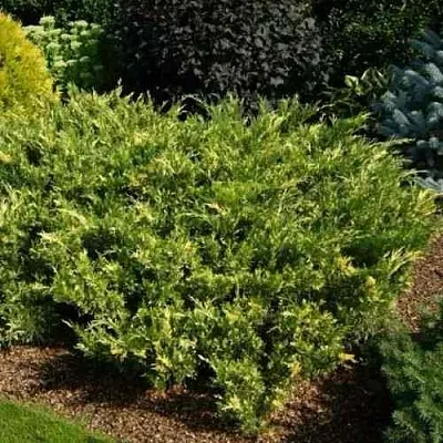 Можжевельник ВАРИЕГАТА казацкий  Можжевельник ВАРИЕГАТА казацкий в Оренбурге