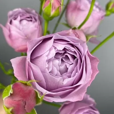 Саженцы роз ЛАВЕНДЕР БАБЛС спрей  Саженцы роз ЛАВЕНДЕР БАБЛС спрей в Оренбурге