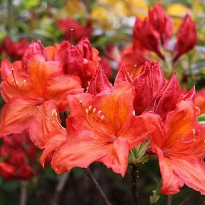 Азалия ЛИЛИНШТЕЙН японская  Азалия ЛИЛИНШТЕЙН японская в Оренбурге