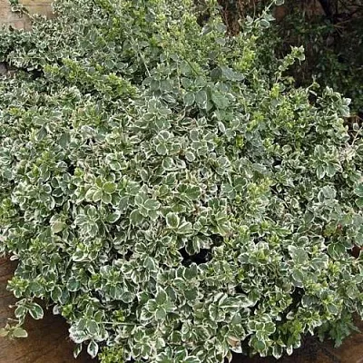 Бересклет ЭМЕРАЛЬД ГАИТИ форчуна  Бересклет ЭМЕРАЛЬД ГАИТИ форчуна в Оренбурге