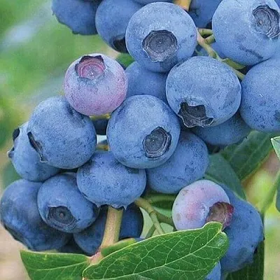 Голубика ЭРЛИБЛЮ  Голубика ЭРЛИБЛЮ в Оренбурге