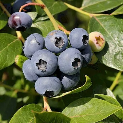 Голубика ШАНТЕКЛЕР  Голубика ШАНТЕКЛЕР в Оренбурге