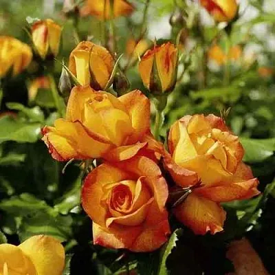 Саженцы роз САХАРА плетистая  Саженцы роз САХАРА плетистая в Оренбурге