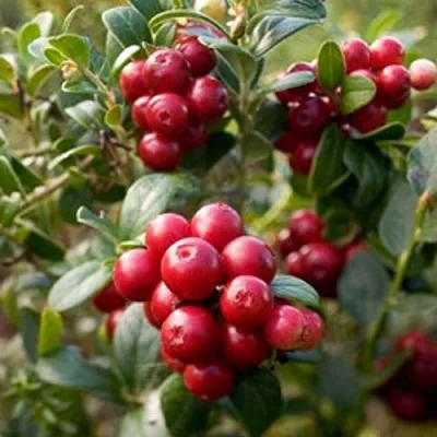 Клюква ХОЛЬШТАЙН  Клюква ХОЛЬШТАЙН в Оренбурге