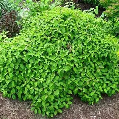 Дерен КЕЛСЕИ шелковистый   Дерен КЕЛСЕИ шелковистый  в Оренбурге