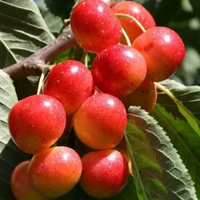 Черешня ГАСТИНЕЦ — описание сорта Черешня ГАСТИНЕЦ в Оренбурге