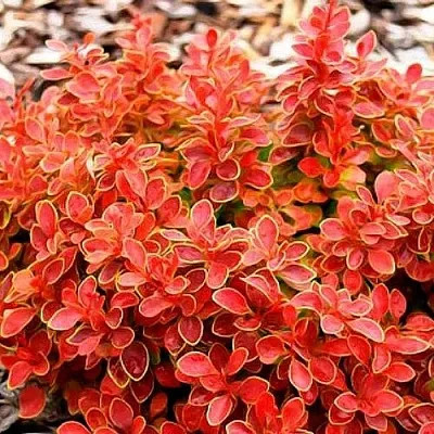 Барбарис КОРАЛ тунберга  Барбарис КОРАЛ тунберга в Оренбурге