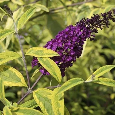 Буддлея давида САНТАНА   Буддлея давида САНТАНА  в Оренбурге