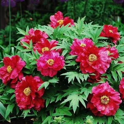 Пион КРАСНЫЙ ЛОТОС древовидный в Оренбурге