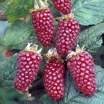 Ежемалина ТАЙБЕРРИ в Оренбурге