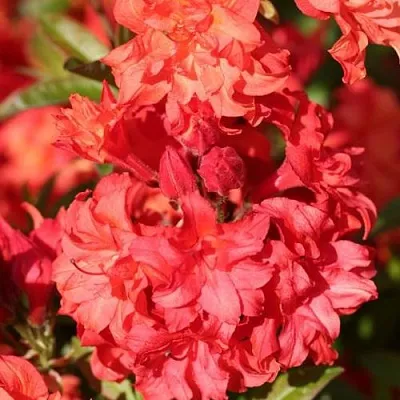 Азалия ФОЙЕРКОПФЕН крупноцветковая  Азалия ФОЙЕРКОПФЕН крупноцветковая в Оренбурге