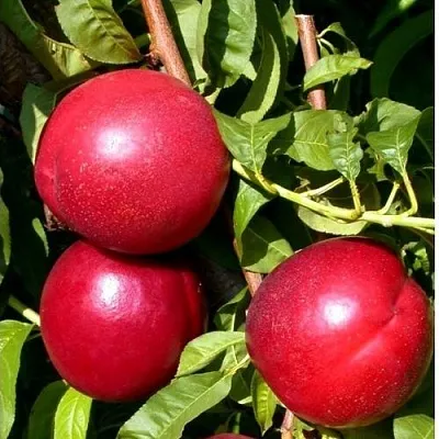 Нектарин ХАРКО в Оренбурге