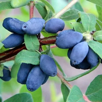 Жимолость съедобная ХОНЕЙ БИ в Оренбурге