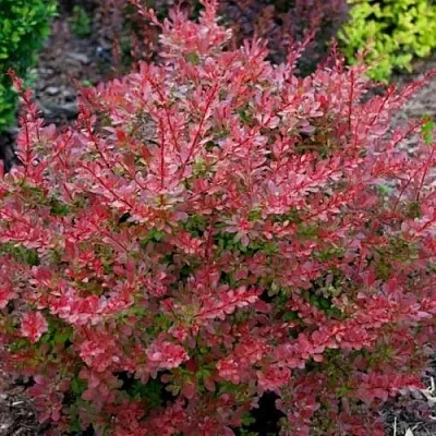 Барбарис ГОЛДЕН РИНГ тунберга  Барбарис ГОЛДЕН РИНГ тунберга в Оренбурге