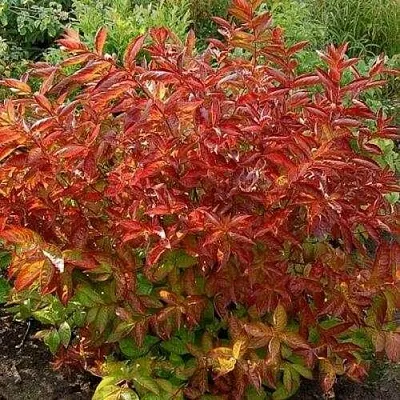 Вейгела ОГНЕННЫЕ КРЫЛЬЯ  Вейгела ОГНЕННЫЕ КРЫЛЬЯ в Оренбурге