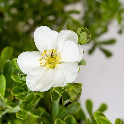 Лапчатка СНОУБЕРД кустарниковая  Лапчатка СНОУБЕРД кустарниковая в Оренбурге