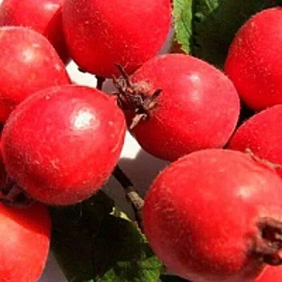 Боярышник КРУПНОПЛОДНЫЙ  Боярышник КРУПНОПЛОДНЫЙ в Оренбурге