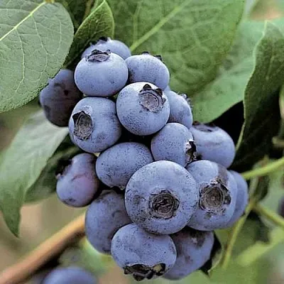 Голубика ПАТРИОТ  Голубика ПАТРИОТ в Оренбурге