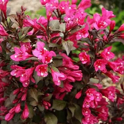 Вейгела БЛЭК РУБИ  Вейгела БЛЭК РУБИ в Оренбурге