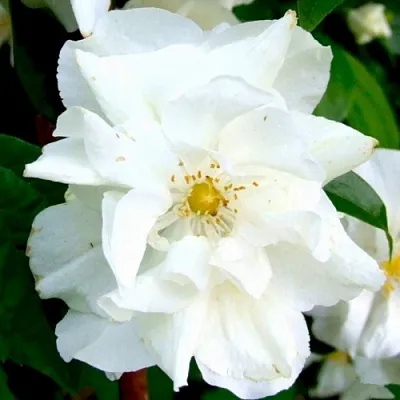 Жасмин РОЗАЦЕ в Оренбурге