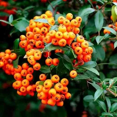 Пираканта ОРАНЖ ГЛОУ  Пираканта ОРАНЖ ГЛОУ в Оренбурге