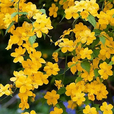 Керрия  Керрия в Оренбурге