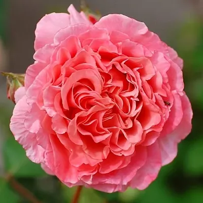 Саженцы роз ЛОРАН КАБРОЛЬ шраб  Саженцы роз ЛОРАН КАБРОЛЬ шраб в Оренбурге