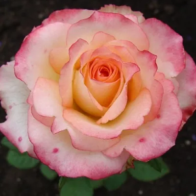 Саженцы роз ДУЭТ чайно-гибридная в Оренбурге