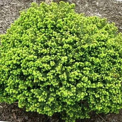 Ель ЛИТЛ ДЖЕМ обыкновенная  Ель ЛИТЛ ДЖЕМ обыкновенная в Оренбурге