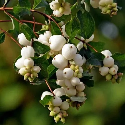 Снежноягодник  Снежноягодник в Оренбурге