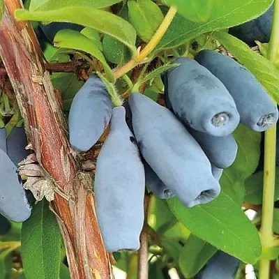 Жимолость съедобная ВОСТОРГ в Оренбурге