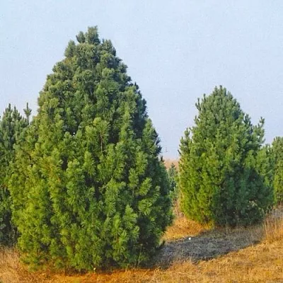 Сосна черная ПИРАМИДАЛИС  Сосна черная ПИРАМИДАЛИС в Оренбурге