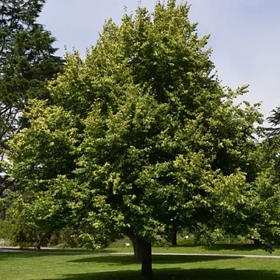 Липа сердцевидная  Липа сердцевидная в Оренбурге