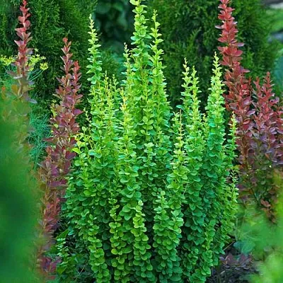 Барбарис ЭРЕКТА тунберга  Барбарис ЭРЕКТА тунберга в Оренбурге