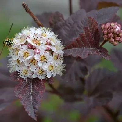 Пузыреплодник  Пузыреплодник в Оренбурге