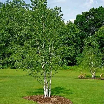 Береза бумажная  Береза бумажная в Оренбурге