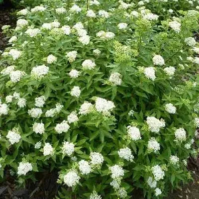 Спирея АЛЬБИФЛОРА японская  Спирея АЛЬБИФЛОРА японская в Оренбурге